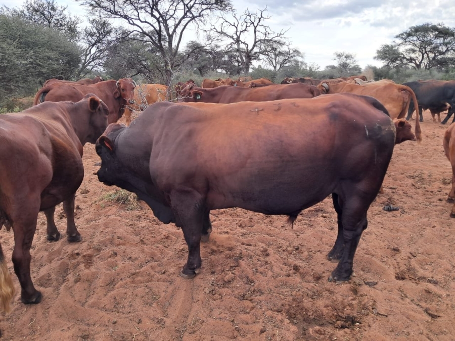 Commercial Property for Sale in Kuruman Northern Cape